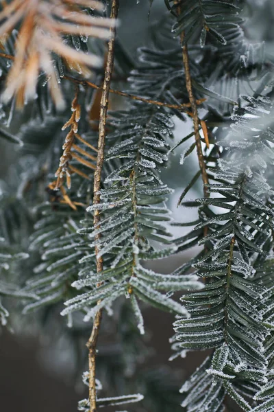 evergreen tree covered with snow