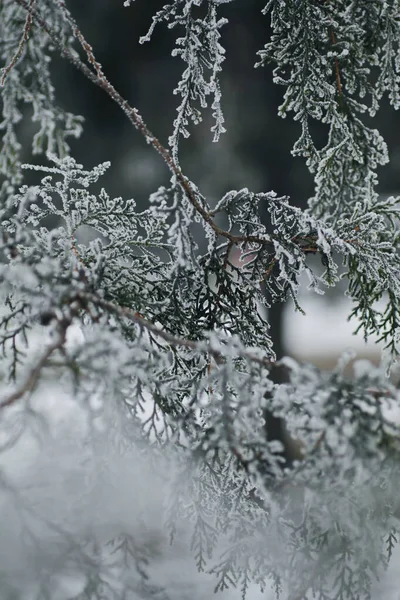 Stálezelený Strom Pokrytý Sněhem Chladném Zimním Dni — Stock fotografie
