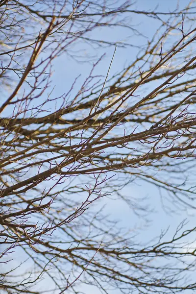 葉のない乾燥した枝 — ストック写真