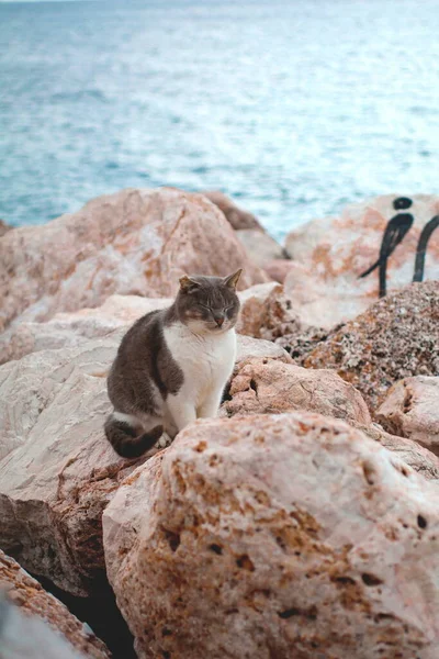 Herrelös Katt Stranden — Stockfoto