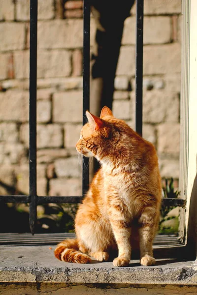 Chat Orange Sur Clôture — Photo