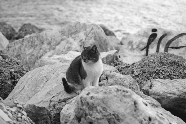 Ασπρόμαυρη Φωτογραφία Αδέσποτης Γάτας Στην Παραλία — Φωτογραφία Αρχείου