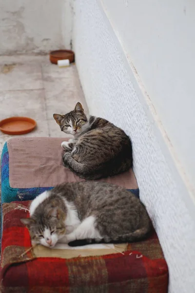 Foto Två Hemlösa Katter Sover Gamla Möbler Gatan — Stockfoto