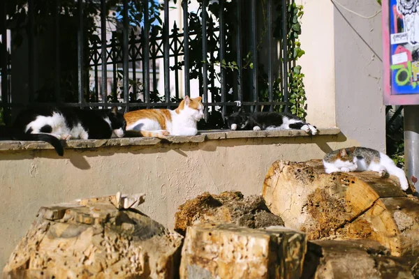 Grupp Katter Sover Staketet — Stockfoto