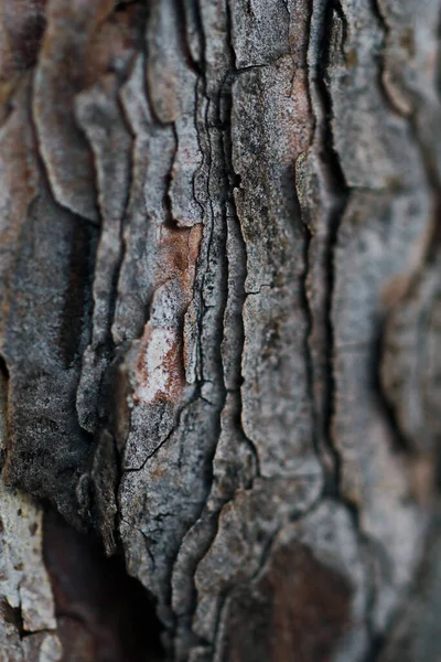 Textura Tmavého Dřeva — Stock fotografie