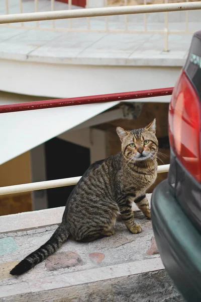 路上に放置された怖い猫 — ストック写真