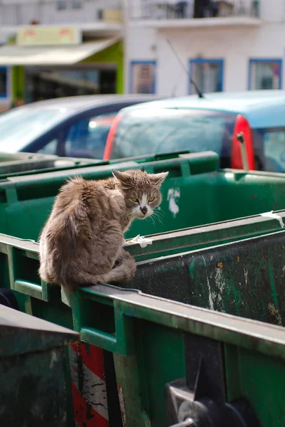 Street Cat Garbage — Stock Photo, Image