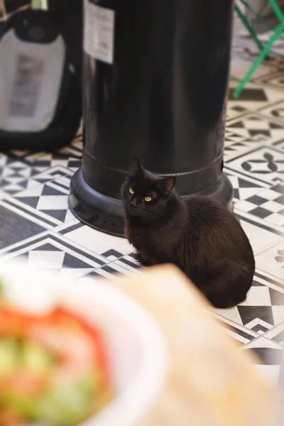 Photo Black Cat Cafe — Stock Photo, Image