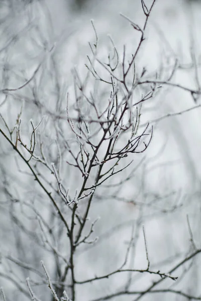 Větve Pokryté Sněhem — Stock fotografie