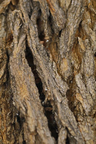 Textura Tmavého Dřeva — Stock fotografie