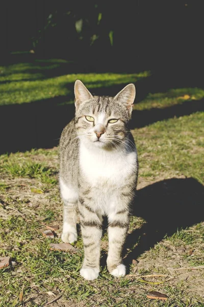 Grå Katt Parken — Stockfoto