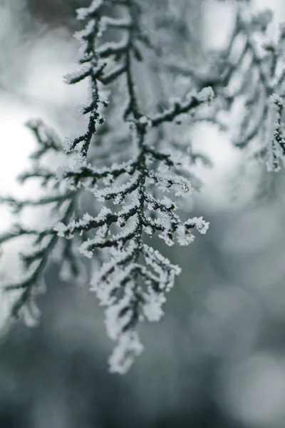 Close Evergreen Tree Covered Snow Cold Winter Day — Stock Photo, Image