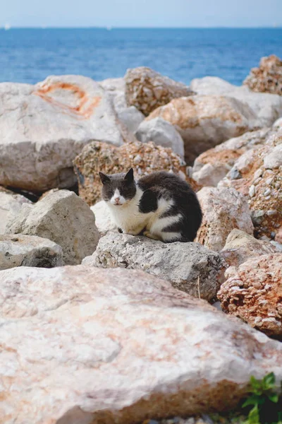 Γάτα Στέκεται Πάνω Βράχια Στην Όμορφη Παραλία — Φωτογραφία Αρχείου