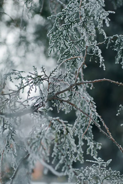 Stálezelený Strom Pokrytý Sněhem Chladném Zimním Dni — Stock fotografie