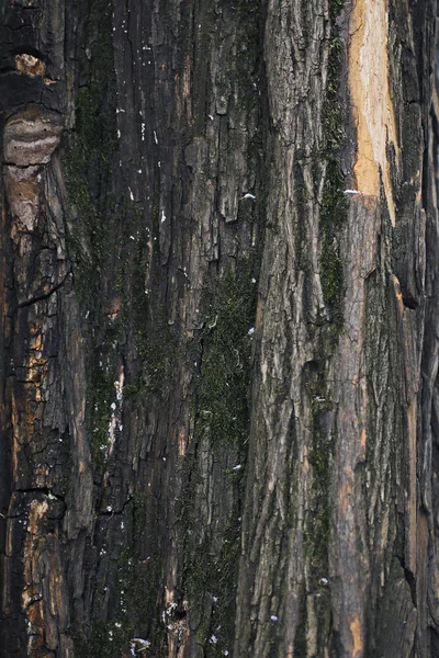 Tekstur Dari Kayu Gelap — Stok Foto