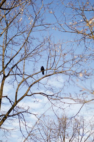 Branches Sèches Sans Feuilles Oiseau — Photo