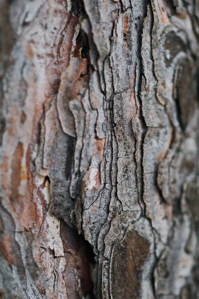 Texture Dark Wood — Stock Photo, Image