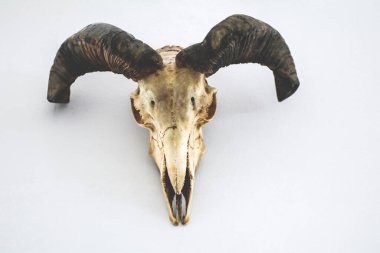 Hayvan iskeleti anatomik müzede 