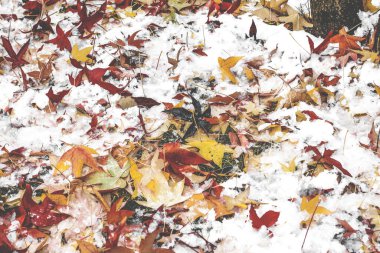 Doğal arkaplan, doğa duvar kağıdı. Kapatın.