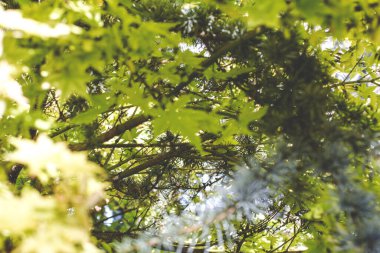 Doğal arkaplan, doğa duvar kağıdı. Kapatın.