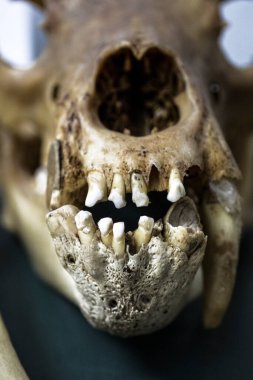 Hayvan iskeleti anatomik müzede 