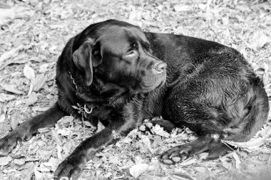 Köpek yere bakıyor. 