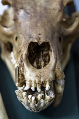 Hayvan iskeleti anatomik müzede 