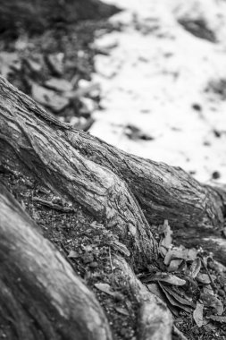 Doğal arkaplan, doğa duvar kağıdı. Kapatın.