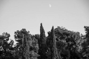 Doğal arkaplan, doğa duvar kağıdı. Kapatın.