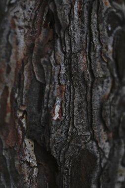 Doğal arkaplan, doğa duvar kağıdı. Kapatın.