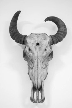 Hayvan iskeleti anatomik müzede 