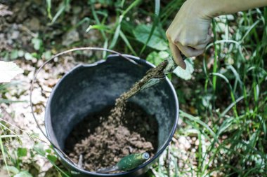 Bir çaydanlık taze yeşil çayı tutan el.
