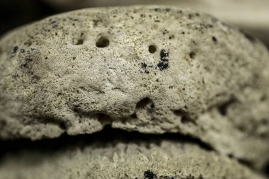 Hayvan iskeleti anatomik müzede 