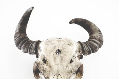 Hayvan iskeleti anatomik müzede 