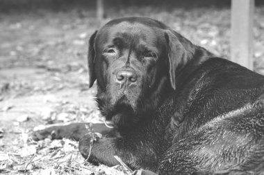 siyah ve beyaz köpek portresi