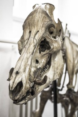 Hayvan iskeleti anatomik müzede 