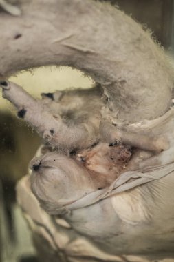 Hayvan iskeleti anatomik müzede 