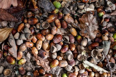 Doğal arkaplan, doğa duvar kağıdı. Kapatın.