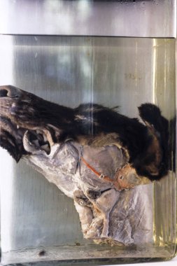 Hayvan iskeleti anatomik müzede 