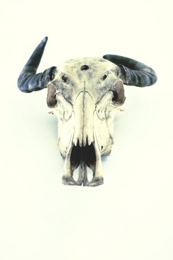 Hayvan iskeleti anatomik müzede 