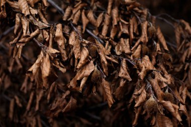 Doğal arkaplan, doğa duvar kağıdı. Kapatın.