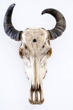 Hayvan iskeleti anatomik müzede 