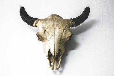 Hayvan iskeleti anatomik müzede 