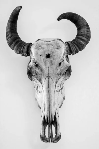 Тваринний Скелет Анатомічному Музеї — стокове фото