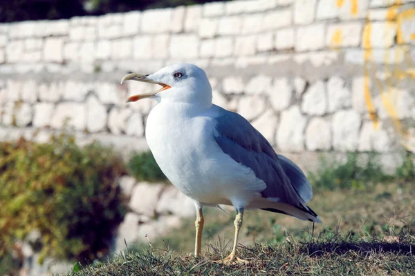 Gaivota Cidade — Fotografia de Stock