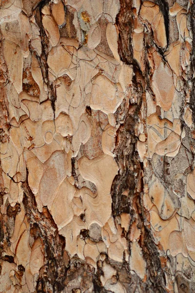 Natürlicher Hintergrund Natur Tapete Aus Nächster Nähe — Stockfoto