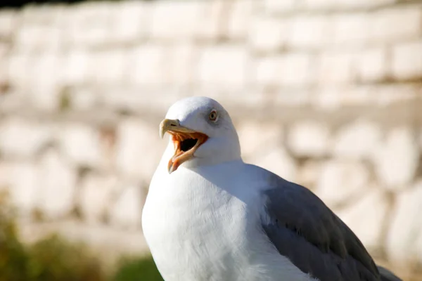 Gaivota Praia — Fotografia de Stock