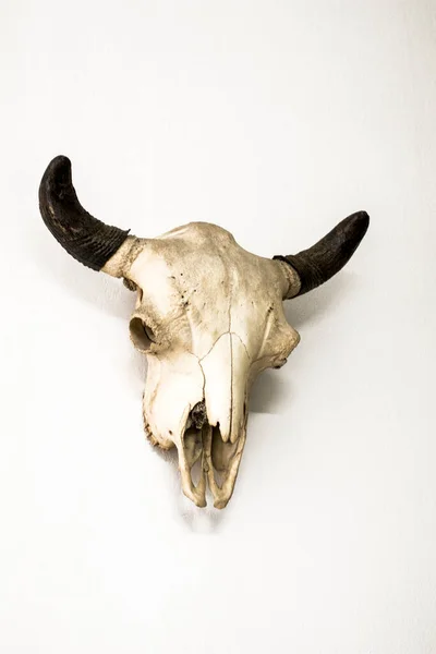 Zvířecí Kostra Anatomickém Muzeu — Stock fotografie