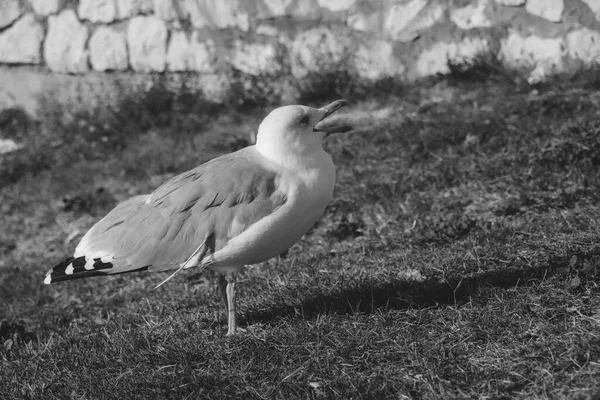 海鸥的黑白照片 — 图库照片