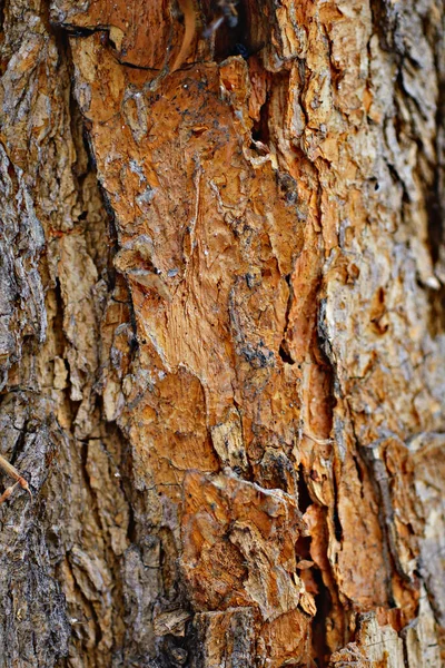 Přírodní Pozadí Příroda Tapety Zavřít — Stock fotografie